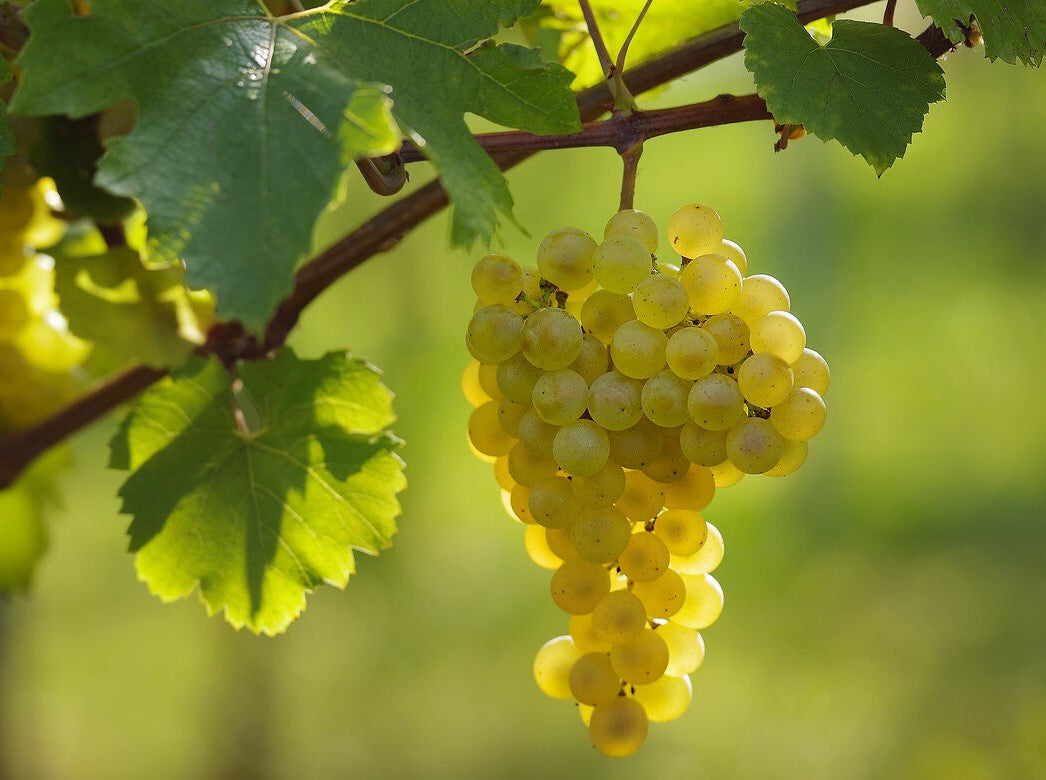 Chardonnay druer på en vinstok i Champagne